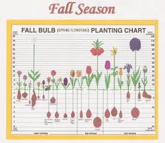 Fall Bulb Planting Chart Henrietta Garden Club