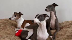 Dog years are multiplied by seven to get a human age, as a dog lifespan is a seventh of a persons. Everything About Your Italian Greyhound Luv My Dogs