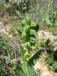 Scheda IPFI, Acta Plantarum Nonea_echioides