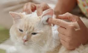 how to clean cat ears step by step