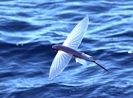 Image result for flying fish