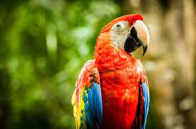scarlet macaw parrots