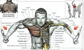 chest workouts 8 best chest excercises