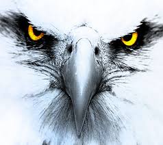 Eagle Eye Wallpapers - Top Free Eagle ...