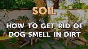 how to get rid of dog smell in dirt