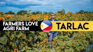 must go flower farm in tarlac city
