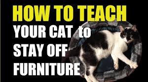 Make the process of keeping your cat from scratching your furniture go a bit faster. Stop Cats From Scratching Furniture How To Teach Your Cat Youtube