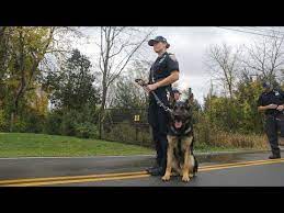 police dog training your best friend