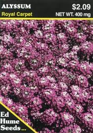 alyssum royal carpet hume seeds