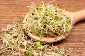 got sprouts health benefits of alfalfa