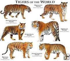 Image Result For Tiger Subspecies Chart Tiger Species