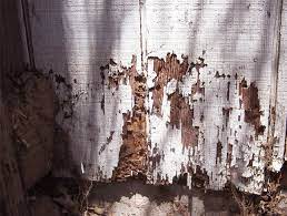Maybe you would like to learn more about one of these? Is Termite Damage Covered On My Home Insurance Policy