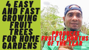 4 easy and fast growing fruit trees for