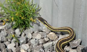 poisonous snakes in ohio az s