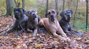 This is a large and very old breed which is descended from the farm dogs. Der Cane Corso Cane Corso Italiano