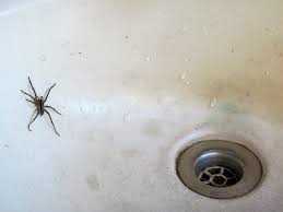 Why Are Spiders In My Bathroom