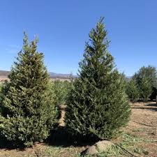 Highland Valley Tree Farm