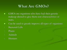 genetically modified organisms gmos