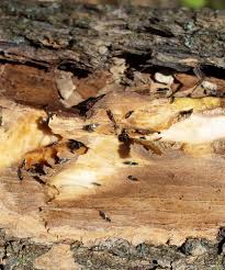 Emerald Ash Borer Biocontrol Benefits The Health Of Young Ash Trees