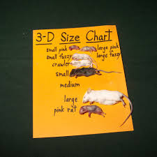 I Love Charts 3 D Size Chart For Frozen Mice At The New