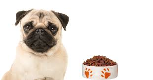 best dog foods for pugs with allergies
