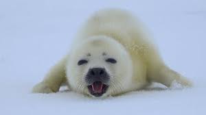a baby harp seal is approaching are
