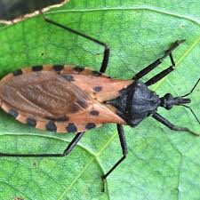 Presently, there are 300 genera within the two tribes. What Are Kissing Bugs