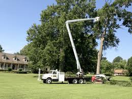 Licensed & insured tree service & tree removal company in knoxville and maryville that is trained in all aspects of tree removal, tree trimming, tree pruning, tree offering tree removal, tree trimming, tree pruning and plant health care services in knoxville, maryville, lenoir city, loudon, oak ridge. Home Couch Tree Service
