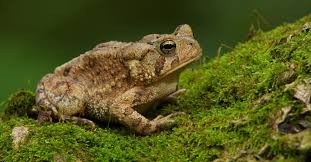 toad lifespan how long do toads live
