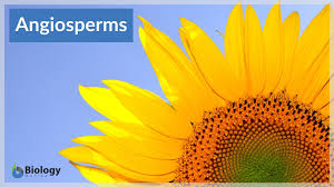 The meaning and symbolism of flowers. Angiosperm Definition And Examples Biology Online Dictionary