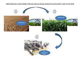 biofortification of maize fodder with