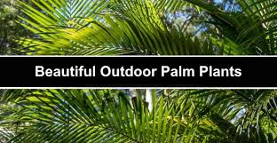Outdoor Palm Plants For Garden Landscaping