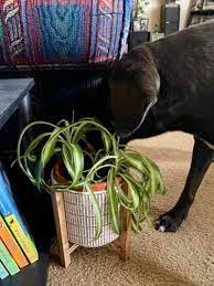 What Are Some Safe Indoor Plants For Dogs