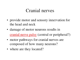 ppt cranial nerves powerpoint