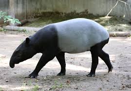 Resultado de imagem para tapirus indicus on water