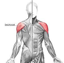 This layer contains only one muscle, the flexor digitorum. Deltoid Muscle Wikipedia