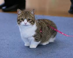 According to vetstreet, the low stature of munchkin cats is due to a spontaneous natural genetic mutation. Aegean Cats For Sale Cat And Dog Lovers