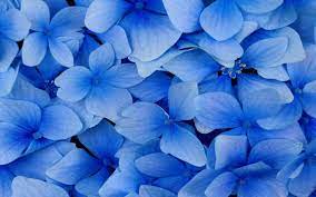 Blue Flowers Desktop Wallpapers - Top ...