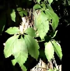 what kills poison ivy
