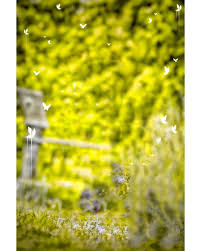 yellow nature photo editing background