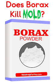 does borax kill mold mold help for you