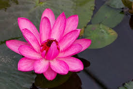 Pink Lotus Flower In Pond Photo Free Download