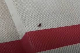 a roach crashed the met gala red