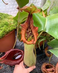 The pitcher of nepenthes ventricosa is more waisted in the middle with a smaller opening and a thin peristome. Floravitro On Twitter The Philippine Native Pitcherplant Nepenthes Truncata Produces Some Of The Genus Biggest Pitchers Capable Of Trapping And Digesting Small Mammals Like Mice Https T Co Um3sewjmyd