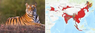 declining number of tigers