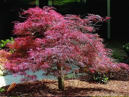 Learn about japanese maple tree care and pruning, explore some of the many varieties of japanese maples, and why these trees are great for. Top 10 Japanese Maple Tree Varieties Japanese Maple Tree Japanese Maple Tree Varieties Japanese Maple Varieties