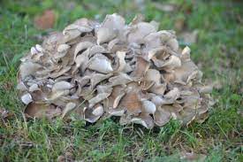 maitake mushrooms 101 a valuable mushroom