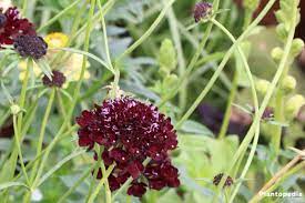 scabiosa plants types and how to