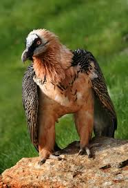 Bearded Vulture Wikipedia