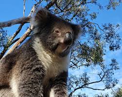 book teaches you everything about koalas